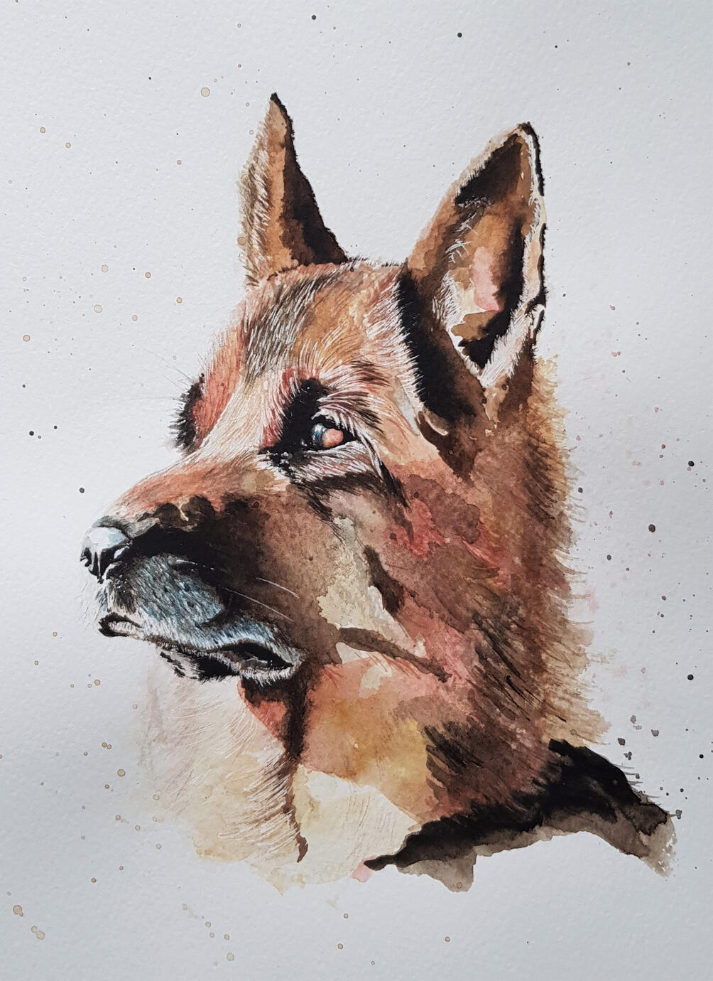German Shepherd