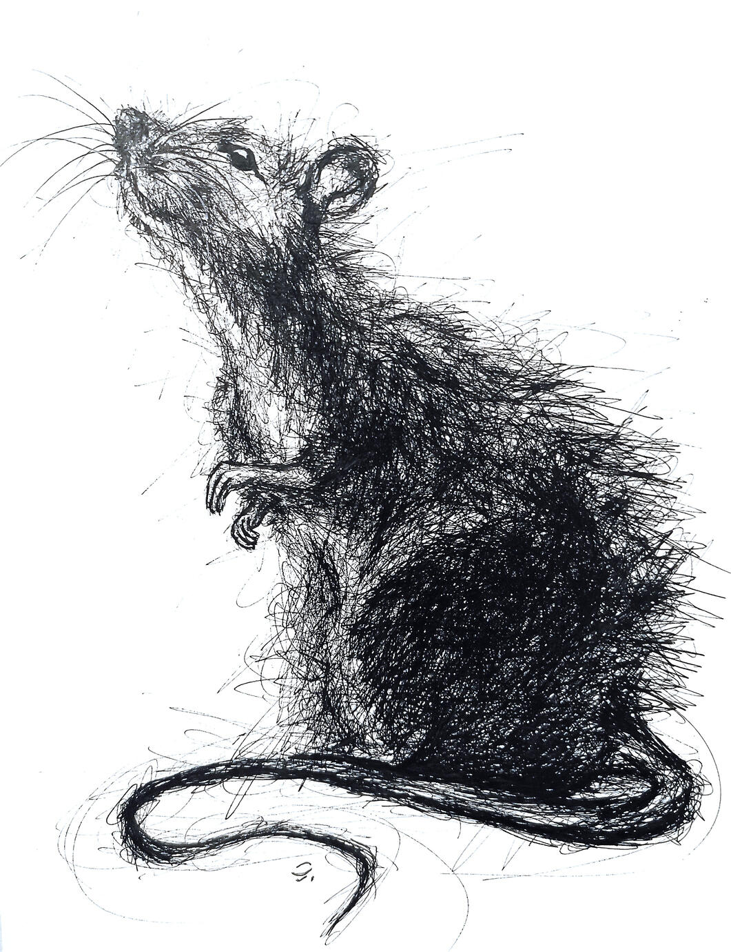 Rat